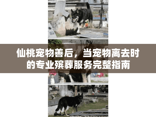 仙桃宠物善后，当宠物离去时的专业殡葬服务完整指南