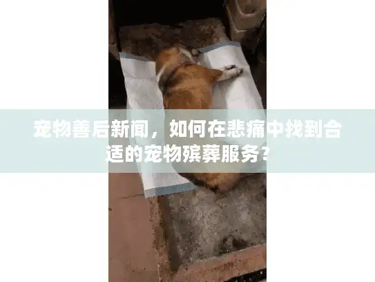 宠物善后新闻，如何在悲痛中找到合适的宠物殡葬服务？
