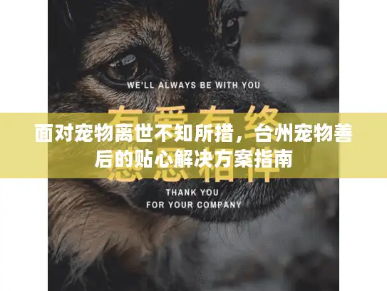 面对宠物离世不知所措，台州宠物善后的贴心解决方案指南