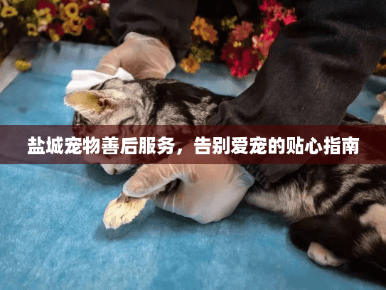 盐城宠物善后服务，告别爱宠的贴心指南