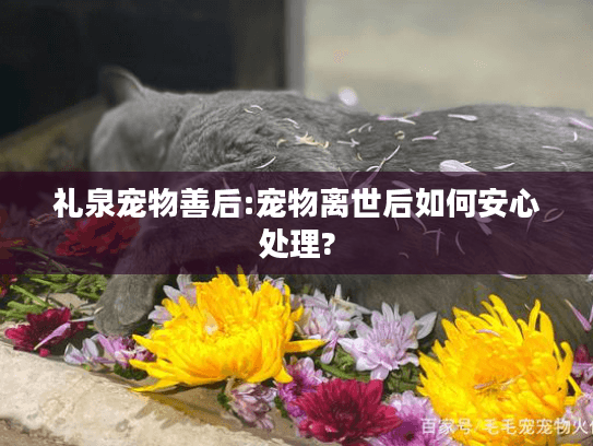 礼泉宠物善后:宠物离世后如何安心处理?
