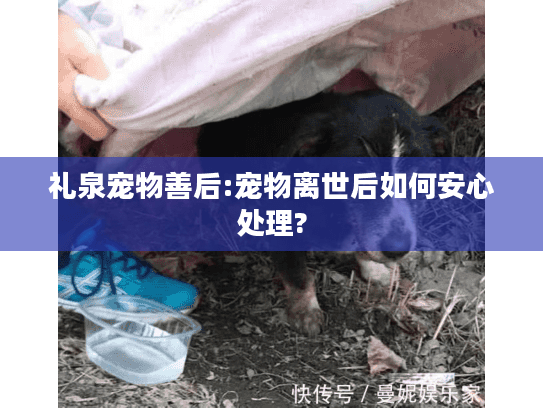 礼泉宠物善后:宠物离世后如何安心处理?