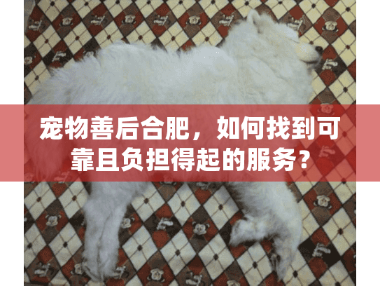 宠物善后合肥,如何找到可靠且负担得起的服务? 宠物善后合肥,如何找到可靠且负担得起的服务?