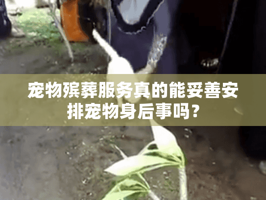 宠物殡葬服务真的能妥善安排宠物身后事吗？