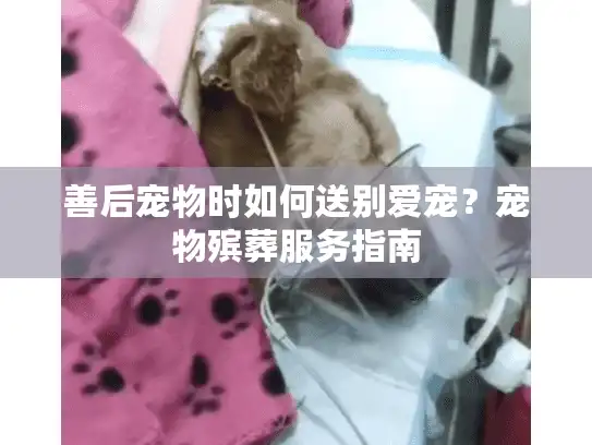 善后宠物时如何送别爱宠？宠物殡葬服务指南