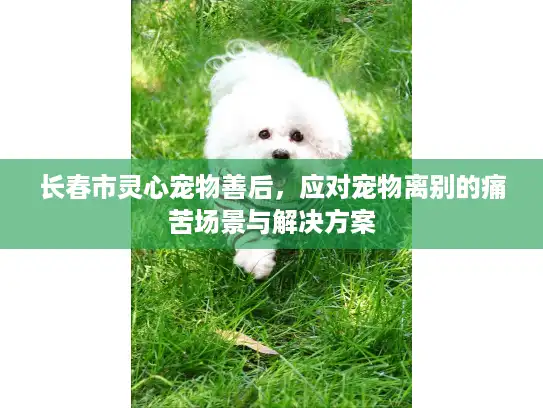 长春市灵心宠物善后,应对宠物离别的痛苦场景与解决方案 长春市灵心宠物善后,应对宠物离别的痛苦场景与解决方案