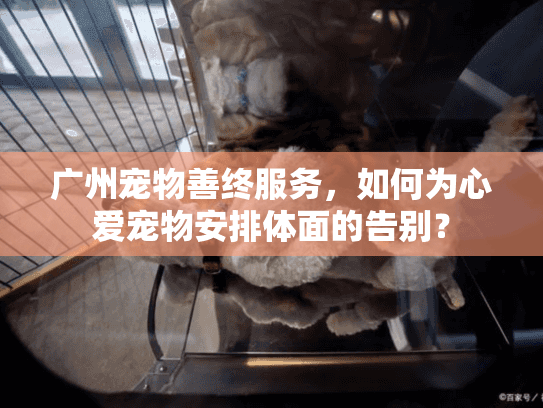 广州宠物善终服务，如何为心爱宠物安排体面的告别？