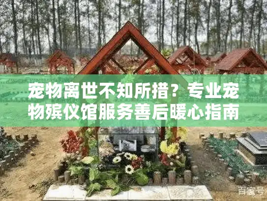 宠物离世不知所措?专业宠物殡仪馆服务善后暖心指南 宠物离世不知所措?专业宠物殡仪馆服务善后暖心指南
