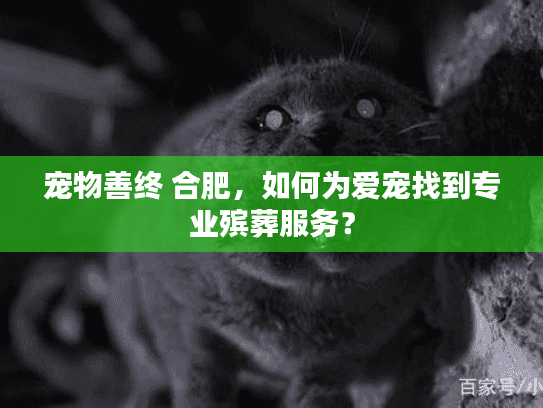 宠物善终 合肥,如何为爱宠找到专业殡葬服务? 宠物善终 合肥,如何为爱宠找到专业殡葬服务?