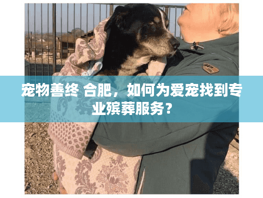 宠物善终 合肥,如何为爱宠找到专业殡葬服务? 宠物善终 合肥,如何为爱宠找到专业殡葬服务?