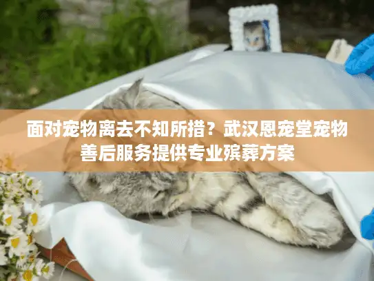面对宠物离去不知所措？武汉恩宠堂宠物善后服务提供专业殡葬方案
