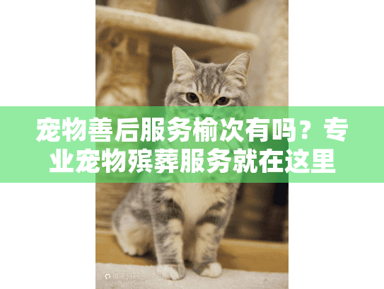 宠物善后服务榆次有吗？专业宠物殡葬服务就在这里