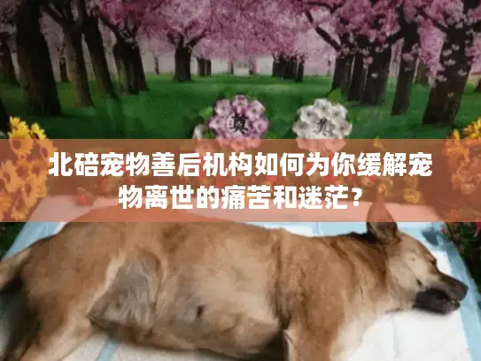 北碚宠物善后机构如何为你缓解宠物离世的痛苦和迷茫? 北碚宠物善后机构如何为你缓解宠物离世的痛苦和迷茫?