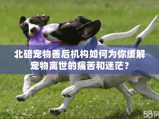 北碚宠物善后机构如何为你缓解宠物离世的痛苦和迷茫? 北碚宠物善后机构如何为你缓解宠物离世的痛苦和迷茫?