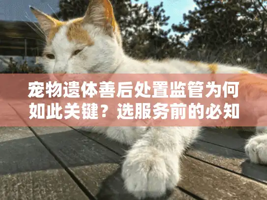 宠物遗体善后处置监管为何如此关键？选服务前的必知痛点