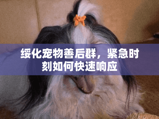 绥化宠物善后群，紧急时刻如何快速响应