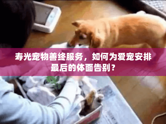 寿光宠物善终服务，如何为爱宠安排最后的体面告别？