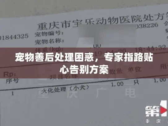 宠物善后处理困惑，专家指路贴心告别方案