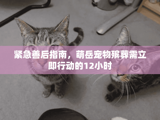 紧急善后指南，萌岳宠物殡葬需立即行动的12小时