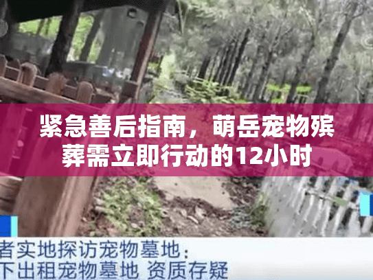 紧急善后指南，萌岳宠物殡葬需立即行动的12小时