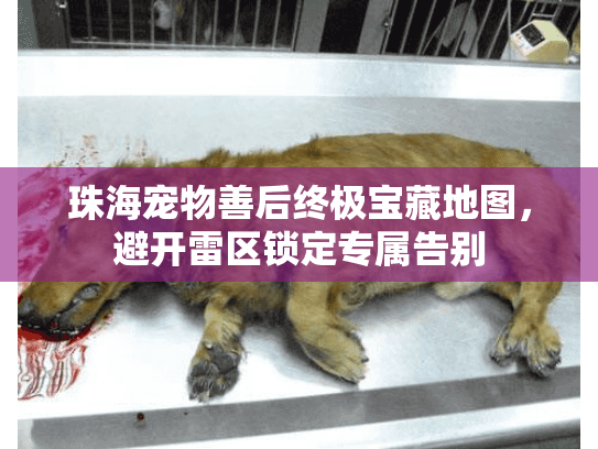 珠海宠物善后终极宝藏地图，避开雷区锁定专属告别