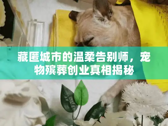 藏匿城市的温柔告别师，宠物殡葬创业真相揭秘