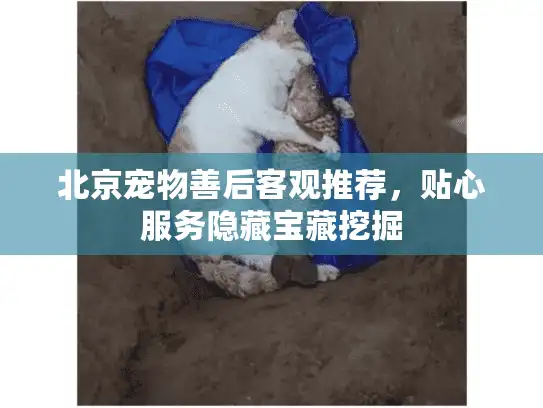北京宠物善后客观推荐，贴心服务隐藏宝藏挖掘