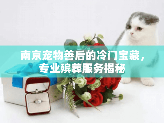 南京宠物善后的冷门宝藏，专业殡葬服务揭秘