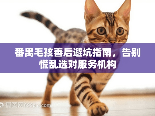番禺毛孩善后避坑指南，告别慌乱选对服务机构
