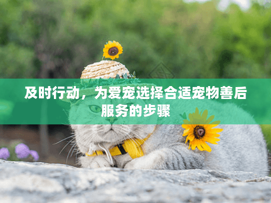 及时行动，为爱宠选择合适宠物善后服务的步骤