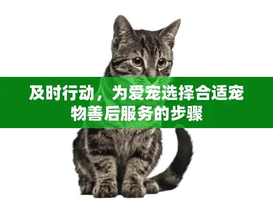 及时行动，为爱宠选择合适宠物善后服务的步骤