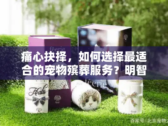 痛心抉择，如何选择最适合的宠物殡葬服务？明智指南