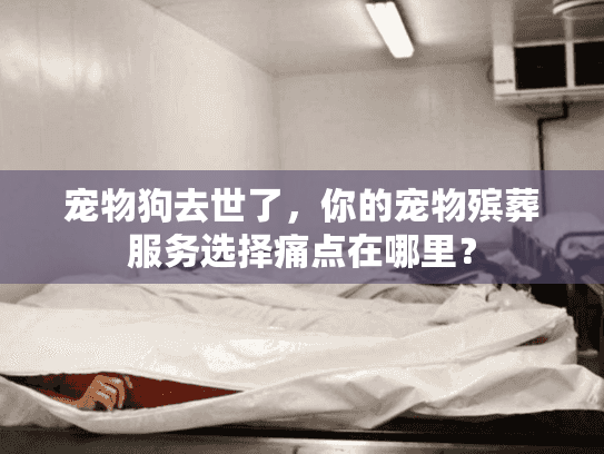 宠物狗去世了，你的宠物殡葬服务选择痛点在哪里？