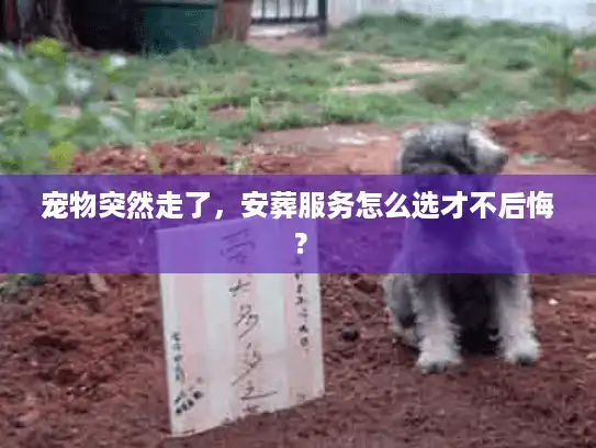 宠物突然走了，安葬服务怎么选才不后悔？