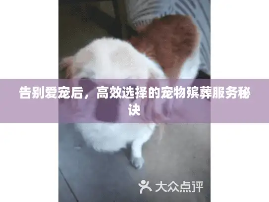告别爱宠后,高效选择的宠物殡葬服务秘诀 告别爱宠后,高效选择的宠物殡葬服务秘诀
