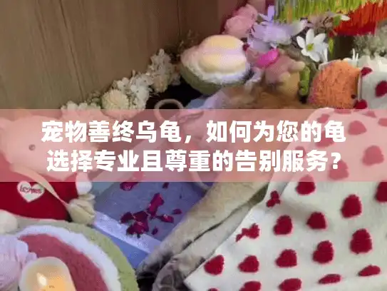 宠物善终乌龟，如何为您的龟选择专业且尊重的告别服务？