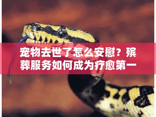宠物去世了怎么安慰?殡葬服务如何成为疗愈第一步 宠物去世了怎么安慰?殡葬服务如何成为疗愈第一步