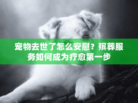 宠物去世了怎么安慰?殡葬服务如何成为疗愈第一步 宠物去世了怎么安慰?殡葬服务如何成为疗愈第一步