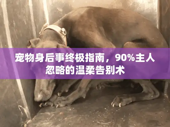 宠物身后事终极指南,90%主人忽略的温柔告别术 宠物身后事终极指南,90%主人忽略的温柔告别术