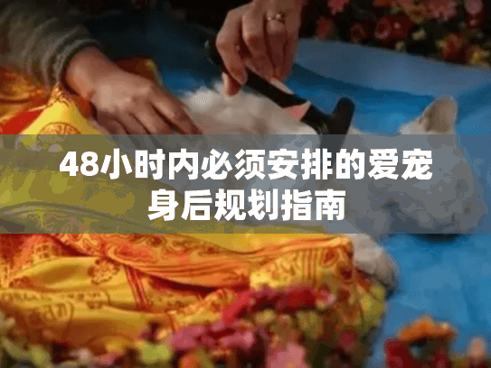 48小时内必须安排的爱宠身后规划指南