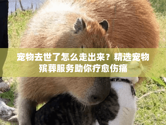 宠物去世了怎么走出来？精选宠物殡葬服务助你疗愈伤痛