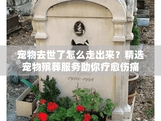 宠物去世了怎么走出来？精选宠物殡葬服务助你疗愈伤痛