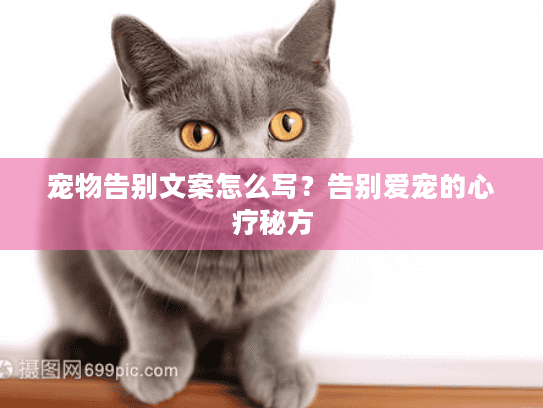 宠物告别文案怎么写？告别爱宠的心疗秘方