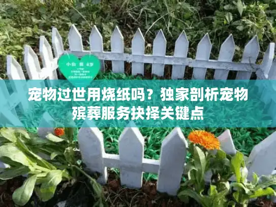 宠物过世用烧纸吗？独家剖析宠物殡葬服务抉择关键点