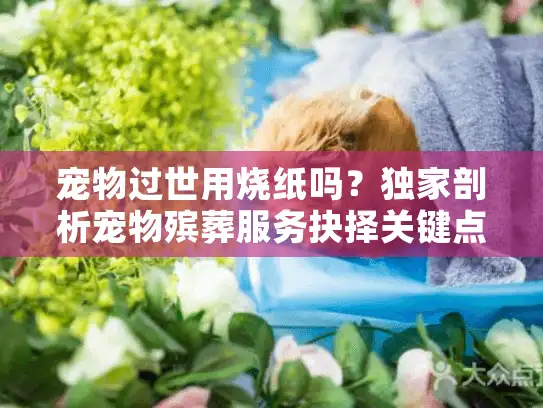 宠物过世用烧纸吗？独家剖析宠物殡葬服务抉择关键点