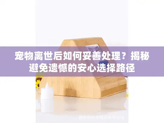 宠物离世后如何妥善处理？揭秘避免遗憾的安心选择路径