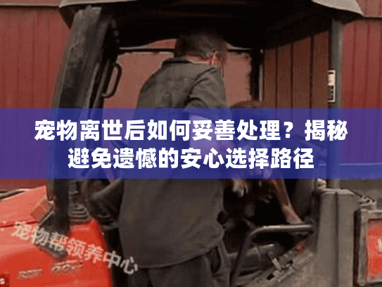宠物离世后如何妥善处理？揭秘避免遗憾的安心选择路径