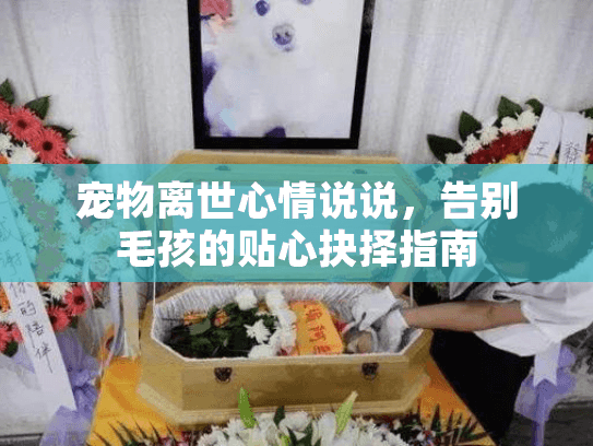 宠物离世心情说说,告别毛孩的贴心抉择指南 宠物离世心情说说,告别毛孩的贴心抉择指南