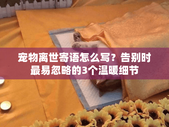 宠物离世寄语怎么写？告别时最易忽略的3个温暖细节