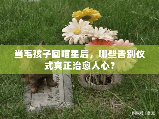 当毛孩子回喵星后，哪些告别仪式真正治愈人心？